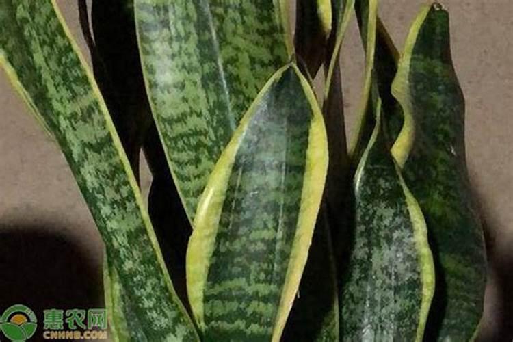 在养好“虎皮兰”的路上,四个坑你躲不掉,但这些方法帮你搞定!百度知 ...