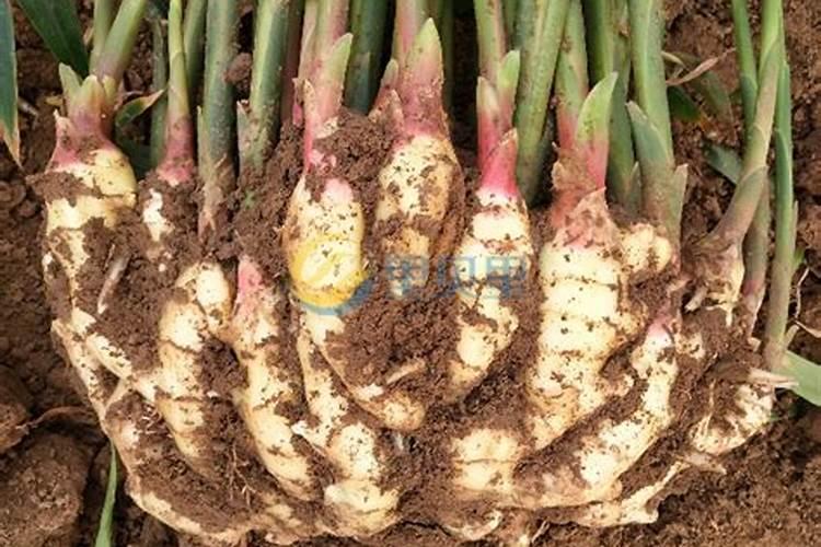 生姜的钾肥是什么