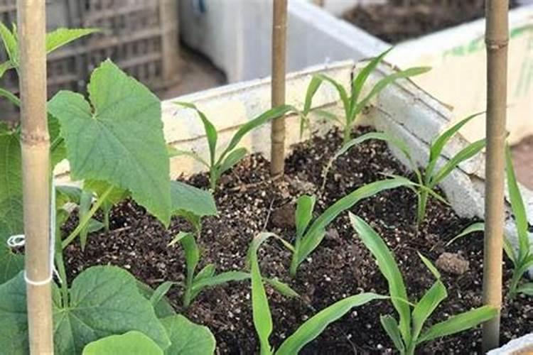 南瓜什么时候追肥合适