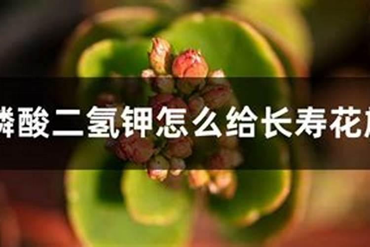 磷酸二氢钾怎么给长寿花施肥