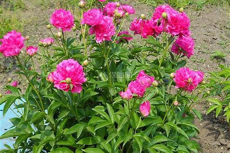 芍药几年才开花？