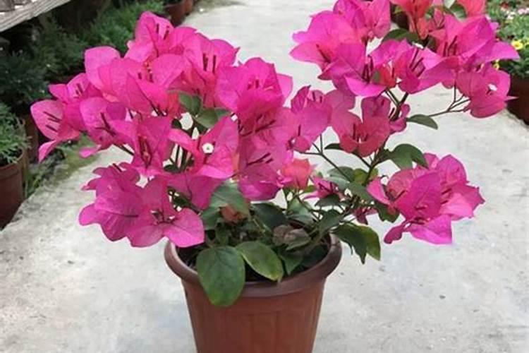 怎样养护三角梅