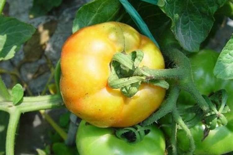 西红柿底部呈现变黑腐烂的状况是因为什么因素