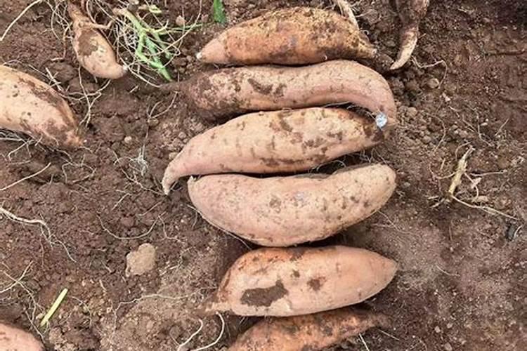 种植红薯进入膨大期,如何能让产量增加？