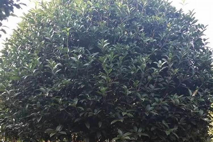 桂花树什么时候施肥