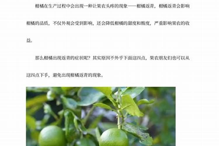 柑橘返青怎么办？柑橘果实返青的原因及预防方法