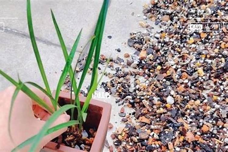 兰花换盆后多久可以施肥