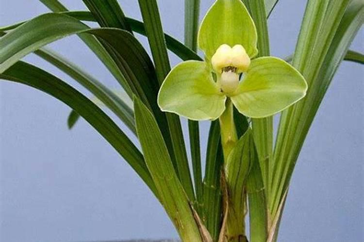 兰花换盆的最佳时间是什么时候？