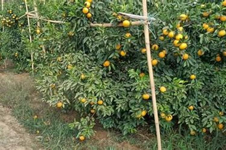 促进植物生根的肥料 橘子施什么肥料会甜