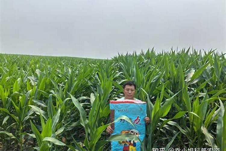 梨树盛花期蓟马严重怎么处理？