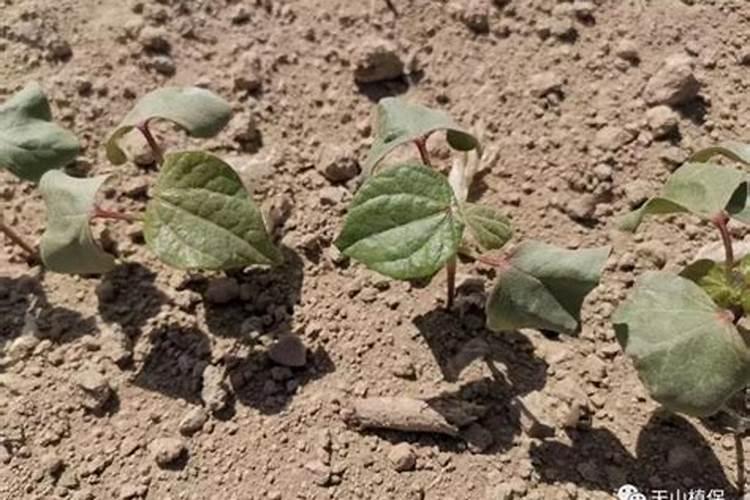 豆角追施含哪种元素高的肥料好？还有豆角鼓粒是什么原因？谢谢