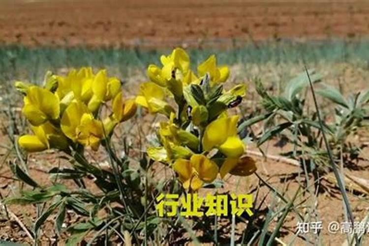 水稻专用叶面肥哪个厂家好？叶面肥哪个品牌好？叶面肥用根小子效果好...