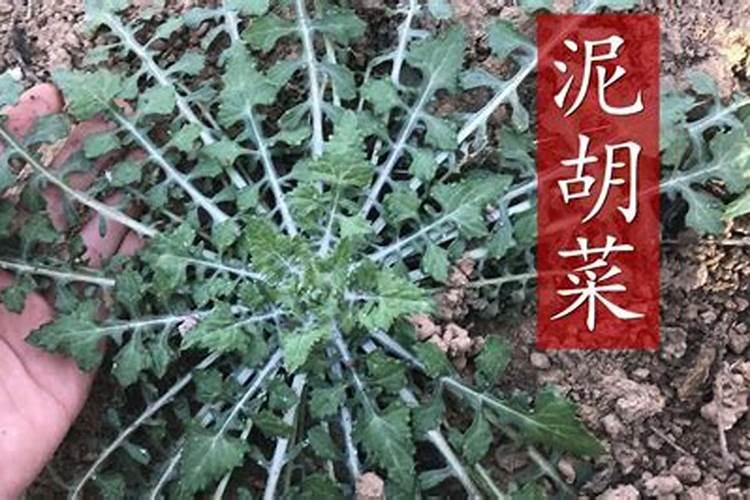 水稻最常用的肥料