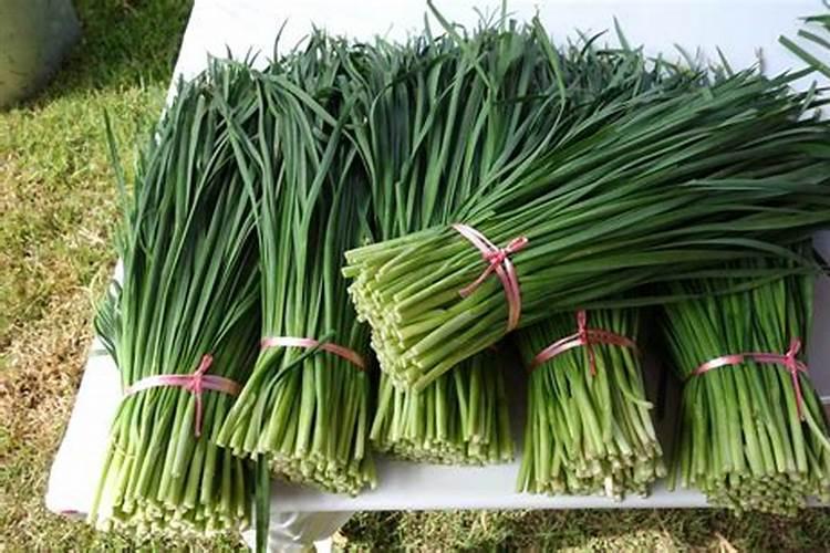 刚出苗的韭菜太细怎样管理