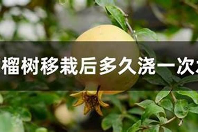石榴树上,上什么肥料