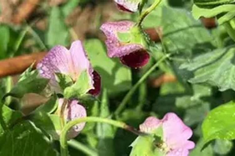 何兰豆白粉病黑斑病用什么药