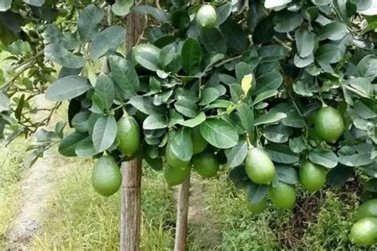 盆栽柠檬要结果了,该怎么浇水施肥