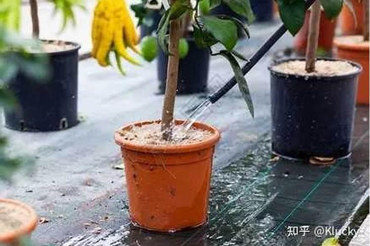 柠檬坐果了需要施什么肥
