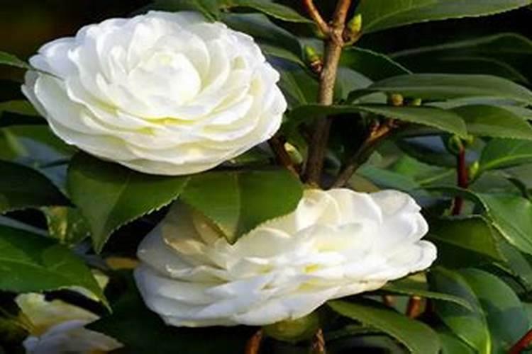 茶花开花期用啥肥