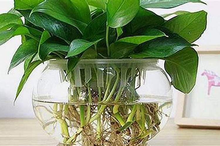 绿萝施什么肥料最好