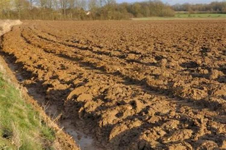 硫酸钾肥料的效果及用途