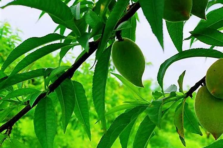 桃子摘完后上什么肥料