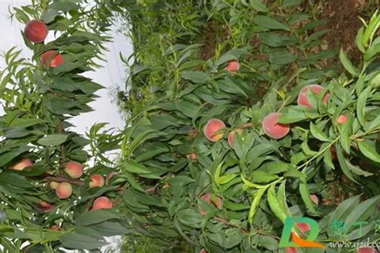 桃树结大果后施什么肥