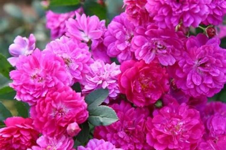 月季什么时候施肥