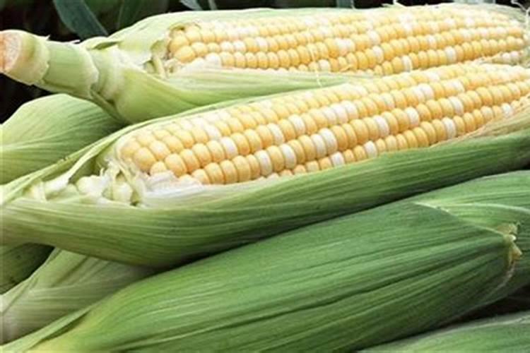 甜玉米如何施肥