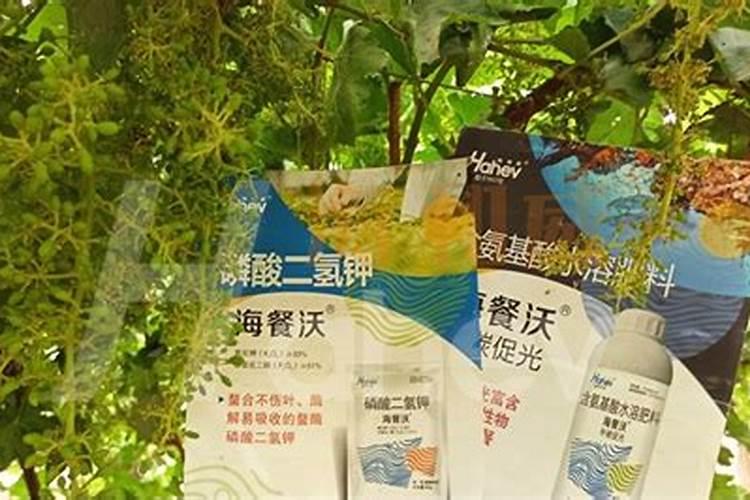 葡萄叶子发黄打什么药最好