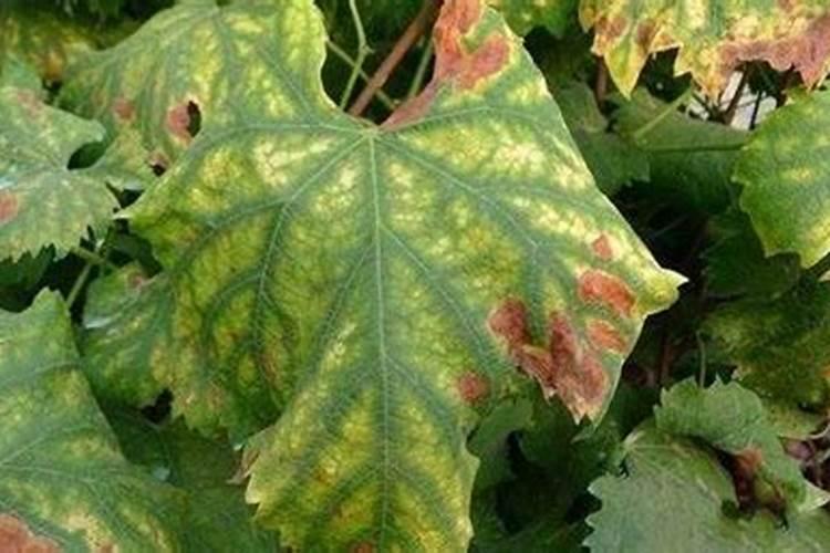 葡萄缺镁症的发生有哪些规律？