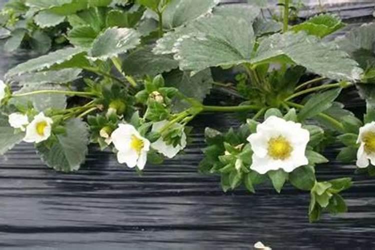 丝瓜追肥用什么肥料