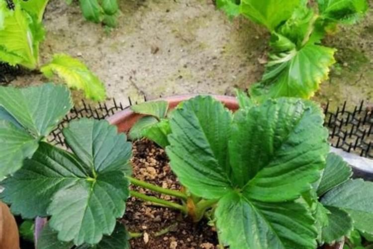 草莓磷肥过量怎么解决