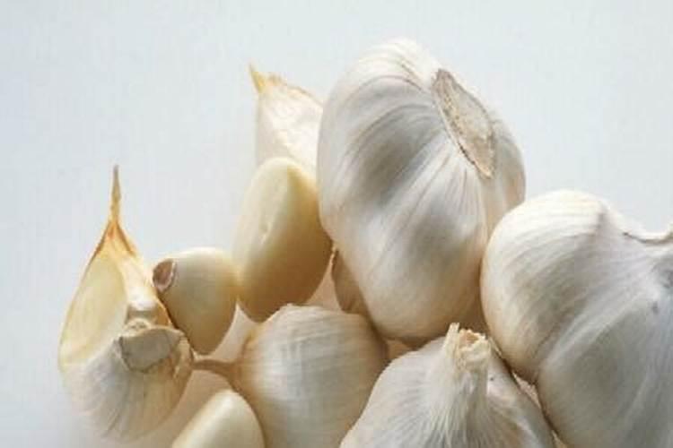 水培韭菜根种植方法