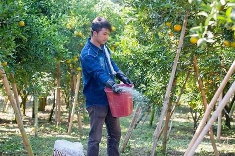 柑橘澎果施硝酸钾好还是磷酸二氢钾好