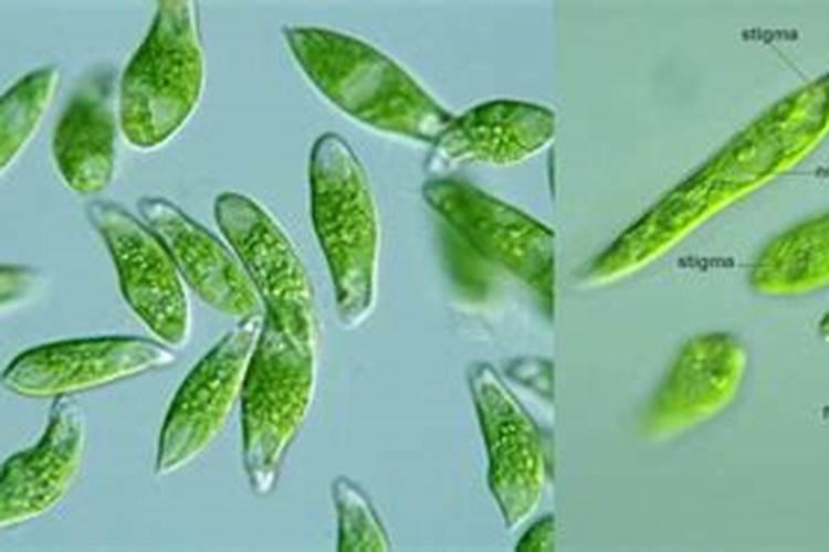 腐植酸、氨基酸、海藻素和鱼蛋白