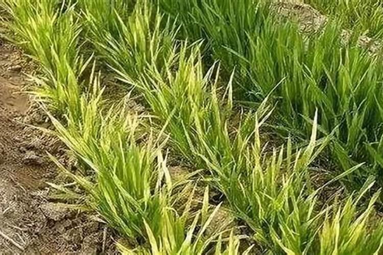 小麦苗弱打什么叶面肥