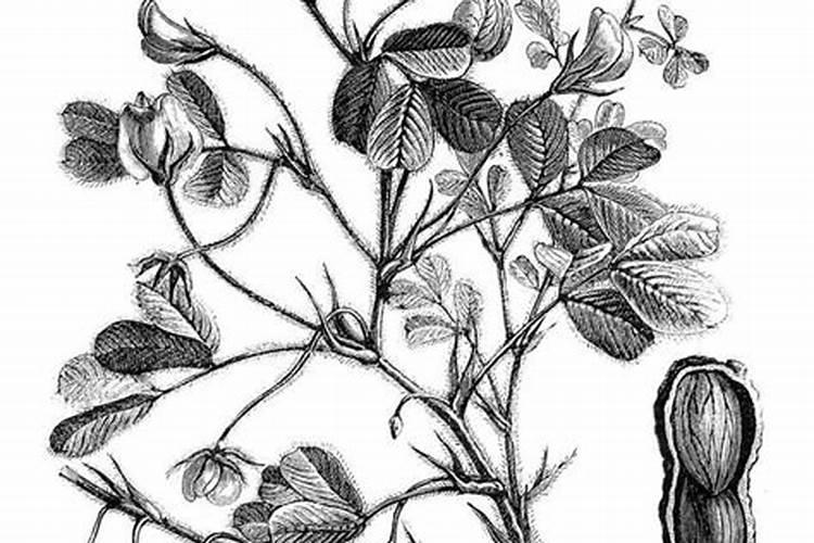 花生施硼肥的最佳时期