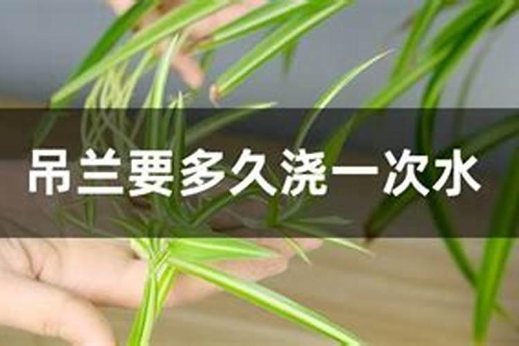 发财树吊兰的根白花花的又多又壮,叶子绿油油,咋养的？