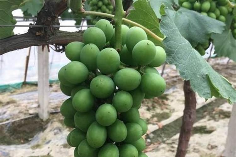 大棚葡萄浇水方法