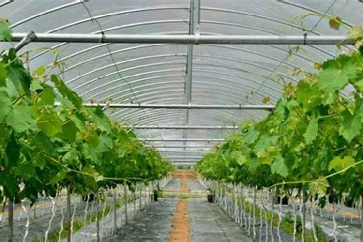 大棚葡萄浇水方法