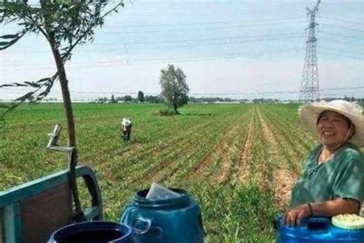 大神说说柳树最怕什么？需要注意哪些细节