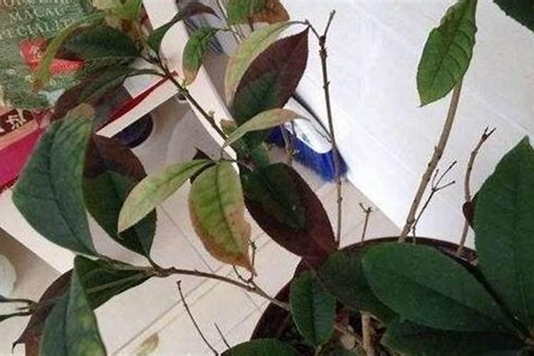 嫁接十天的桂花叶子自然脱落正常吗