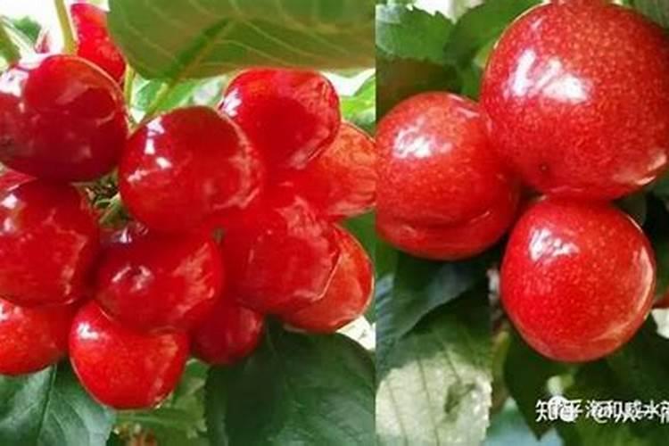 樱桃施什么肥最好