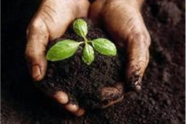 常用氮肥有哪些类型？