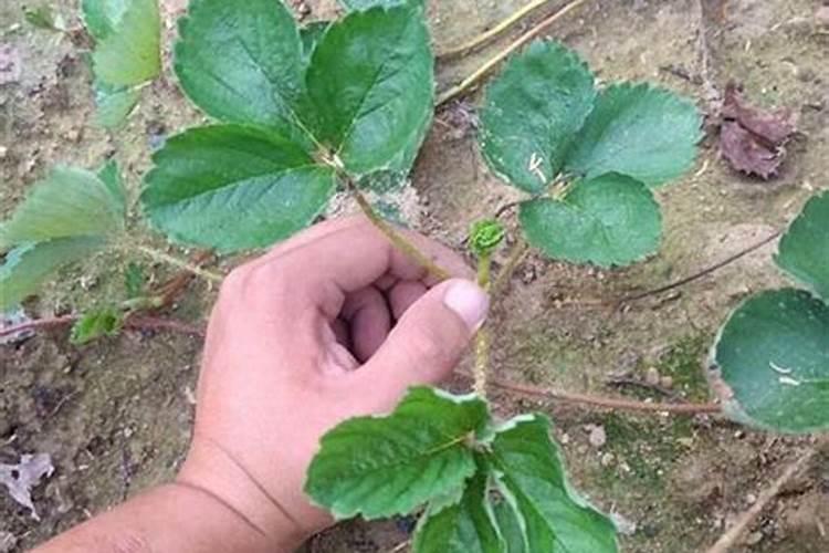 大棚里下雨天能打药吗？