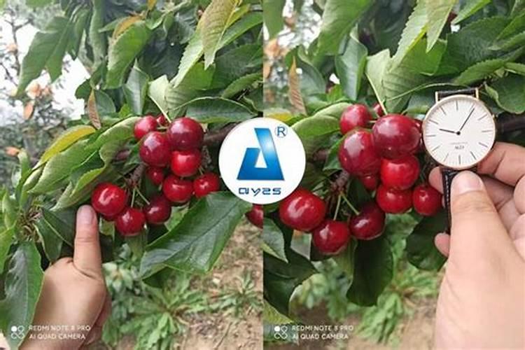 樱桃结果期冲施什么肥料好？樱桃膨大期追施用的肥料？
