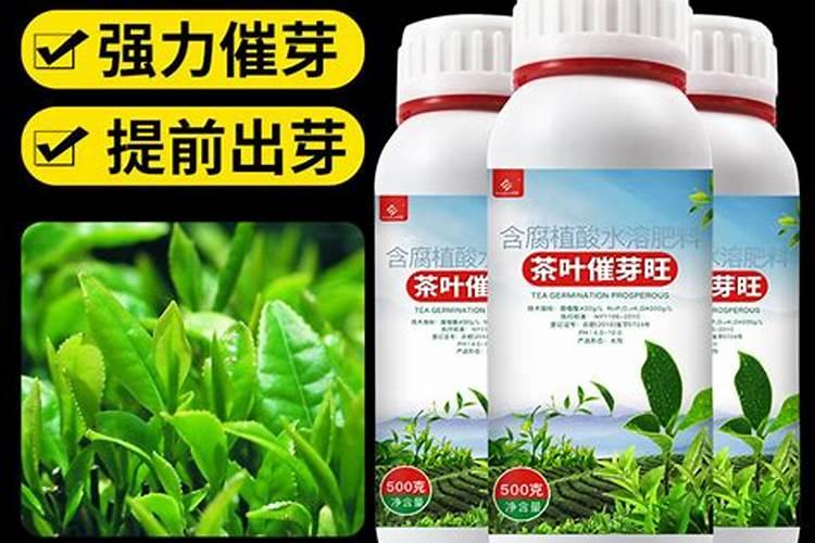 黄茶怎样施肥？