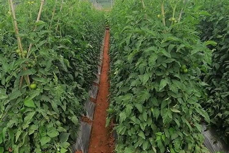 番茄氮过剩会怎么样呢？还有办法挽救吗？