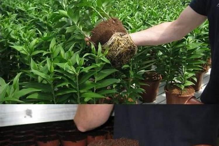 磷酸二氢钾加芸苔素用